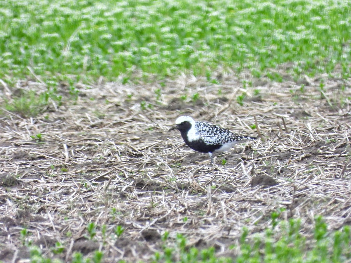 Black-bellied Plover - ML634379548