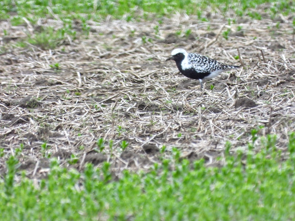 Black-bellied Plover - ML634379549
