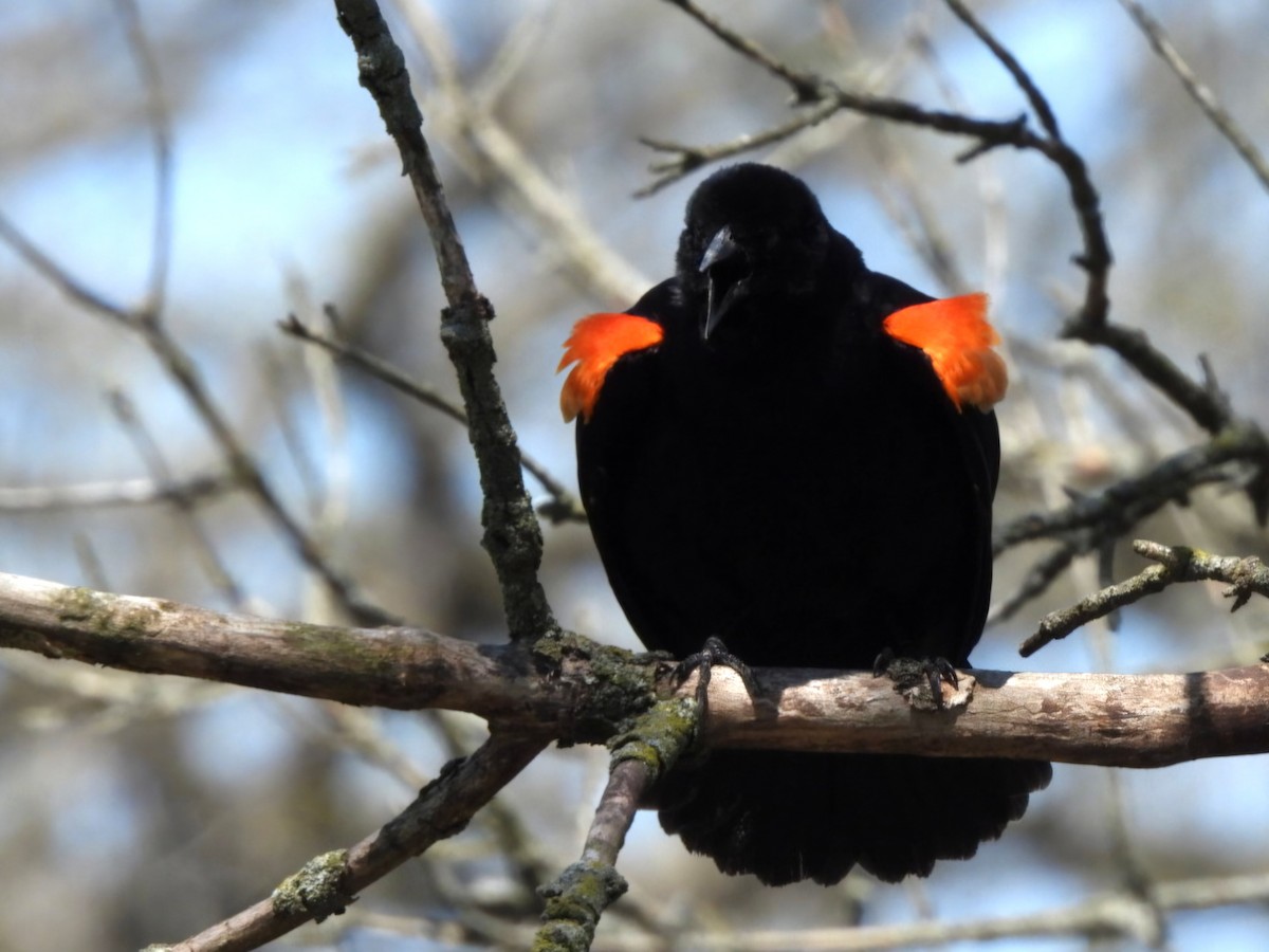 Red-winged Blackbird - ML634379550