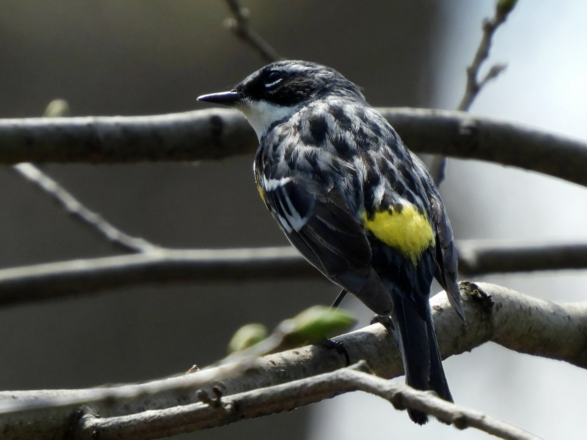 Yellow-rumped Warbler - ML634379557