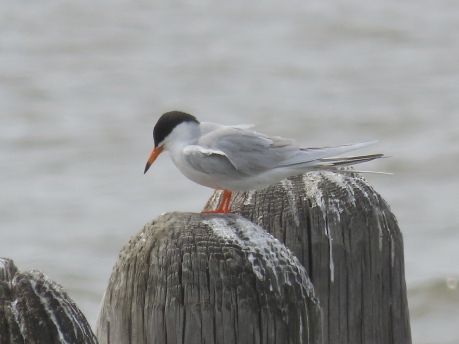 Forster's Tern - Ruth Bergstrom