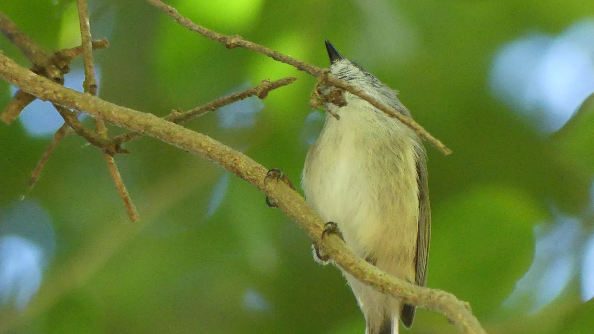 Brown Gerygone - ML634379634