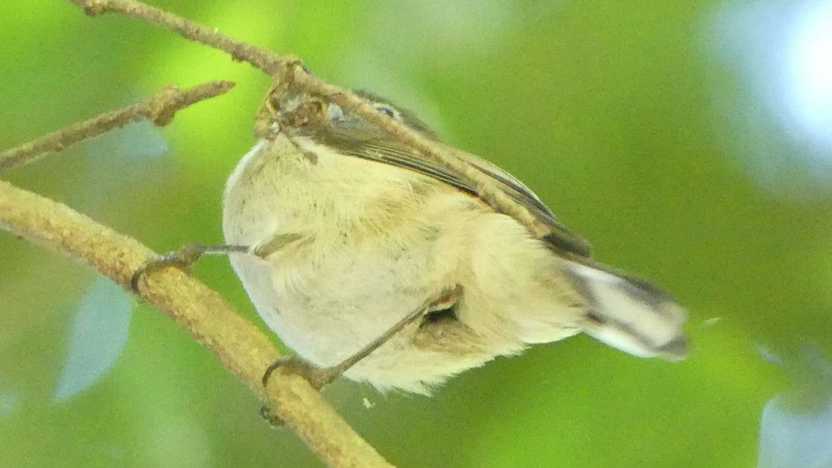 Brown Gerygone - ML634379635