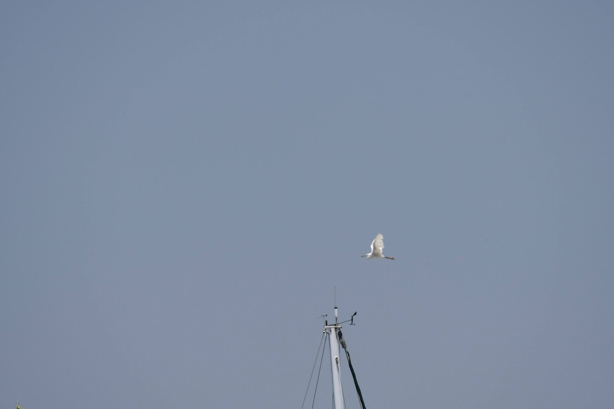 Snowy Egret - ML634379673