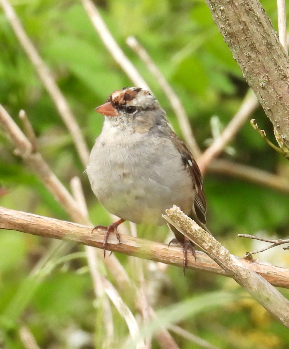 White-crowned Sparrow - ML634379722
