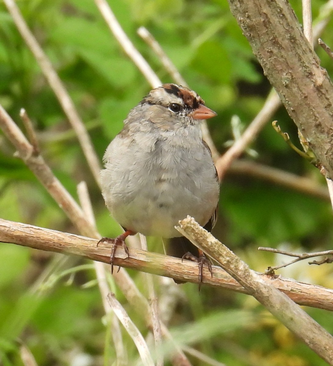 White-crowned Sparrow - ML634379723