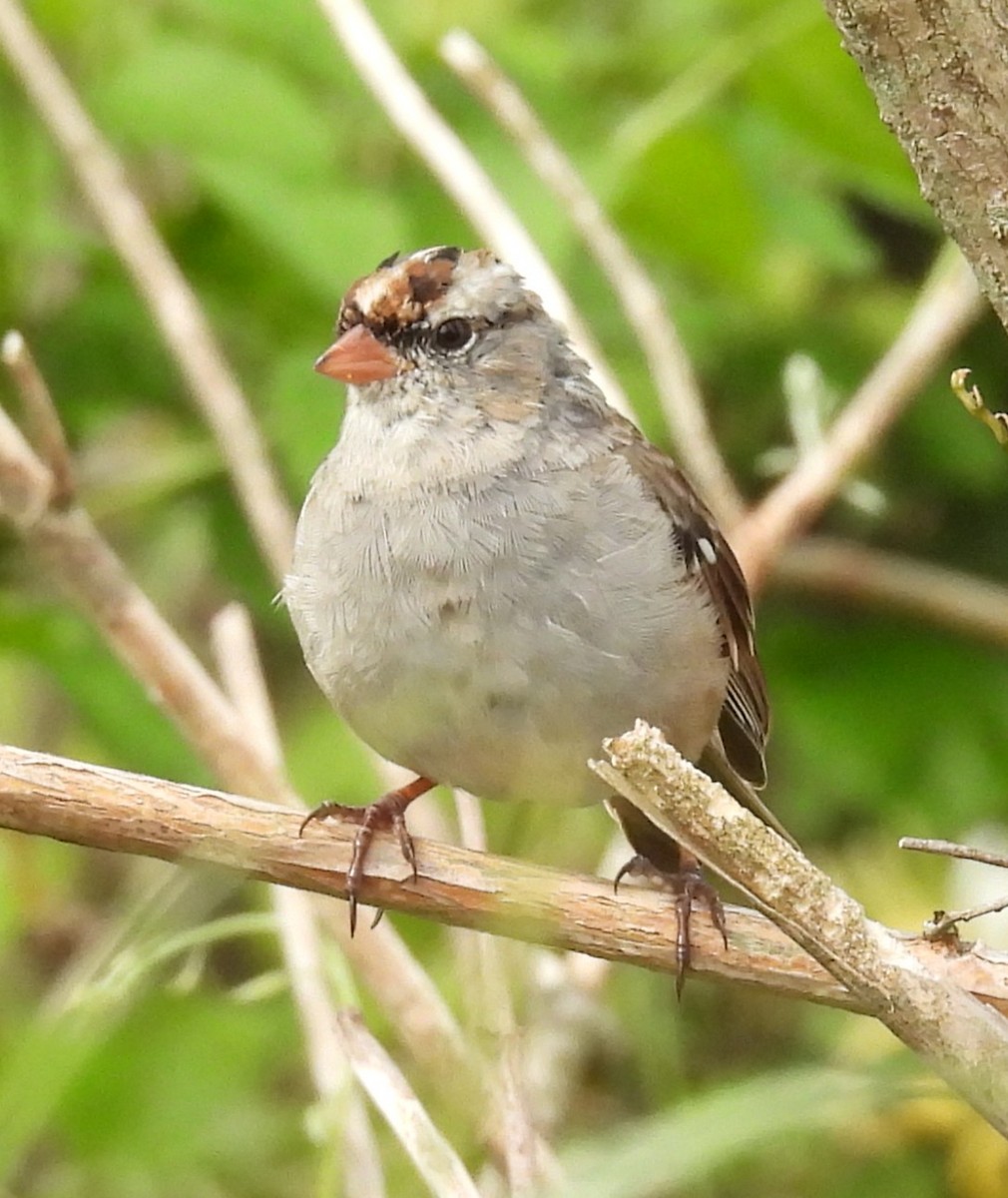 White-crowned Sparrow - ML634379724