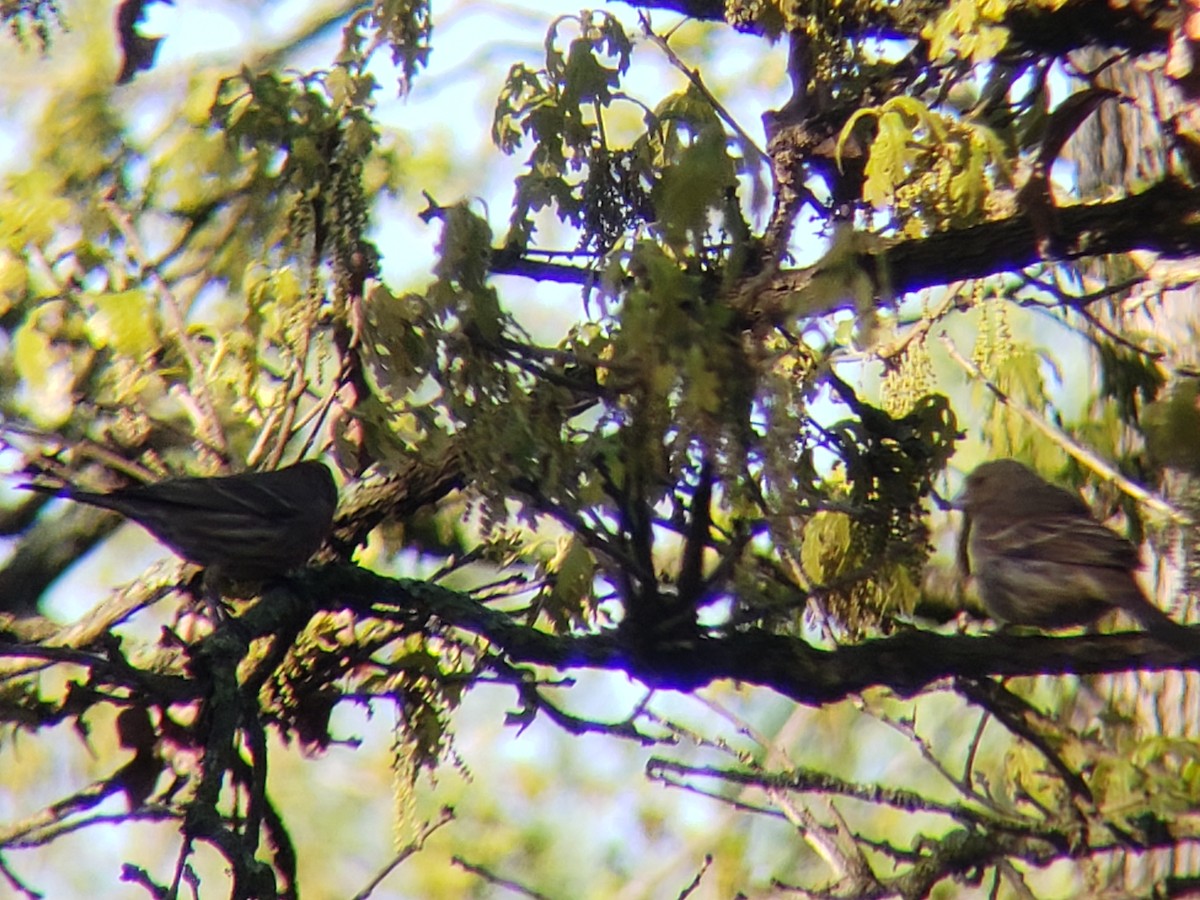 House Finch - ML634379732