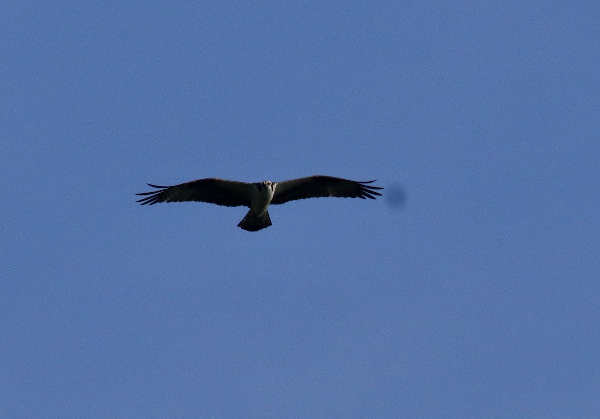 Águila Pescadora - ML634379759