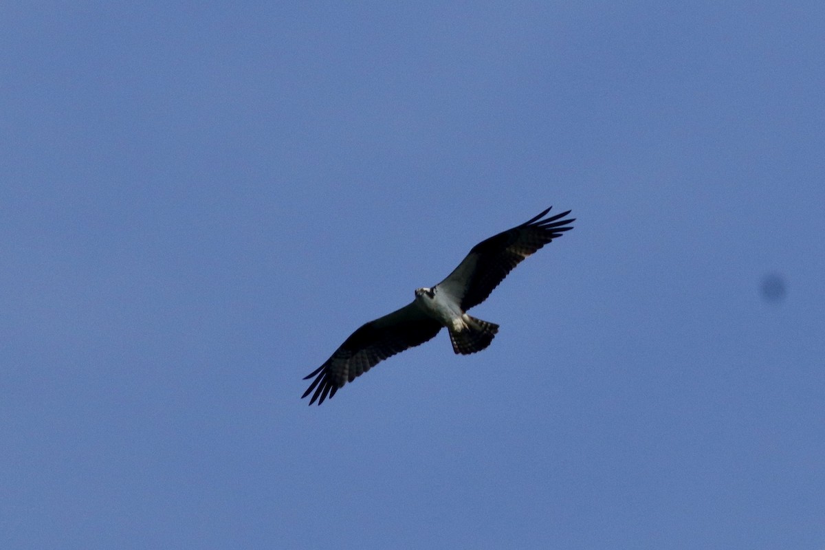 Águila Pescadora - ML634379760