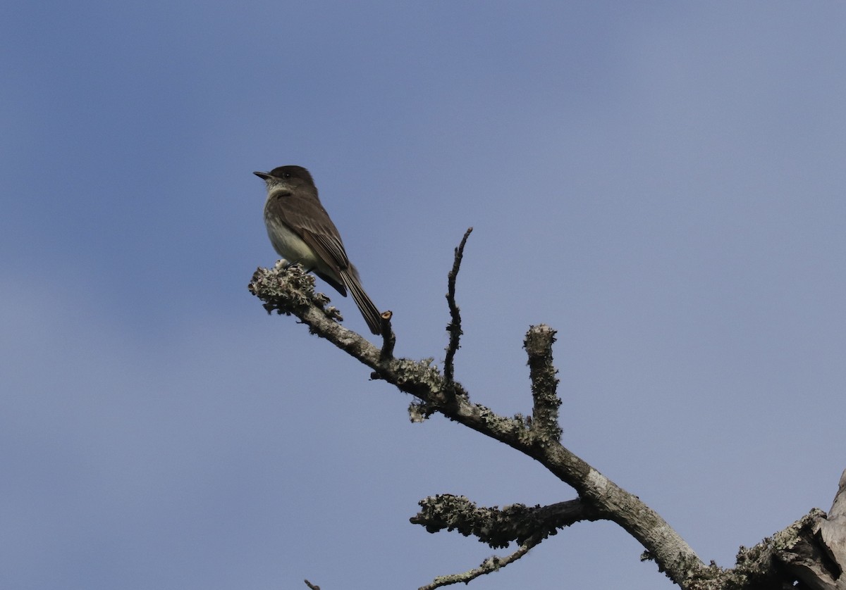 Mosquero Fibí - ML634379824