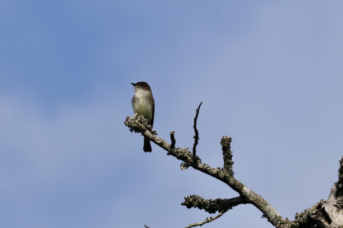 Mosquero Fibí - ML634379825