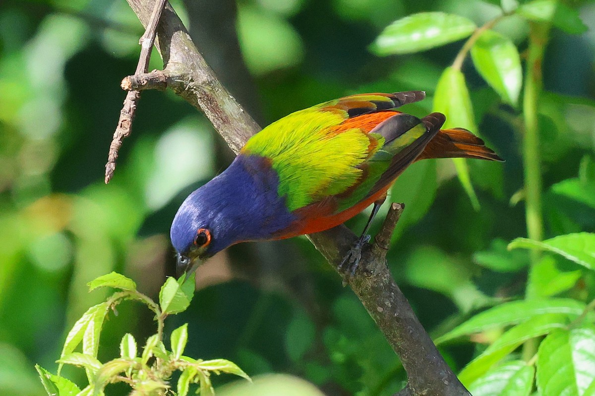 Painted Bunting - ML634379860