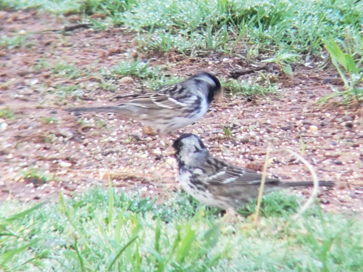 Harris's Sparrow - ML634379936