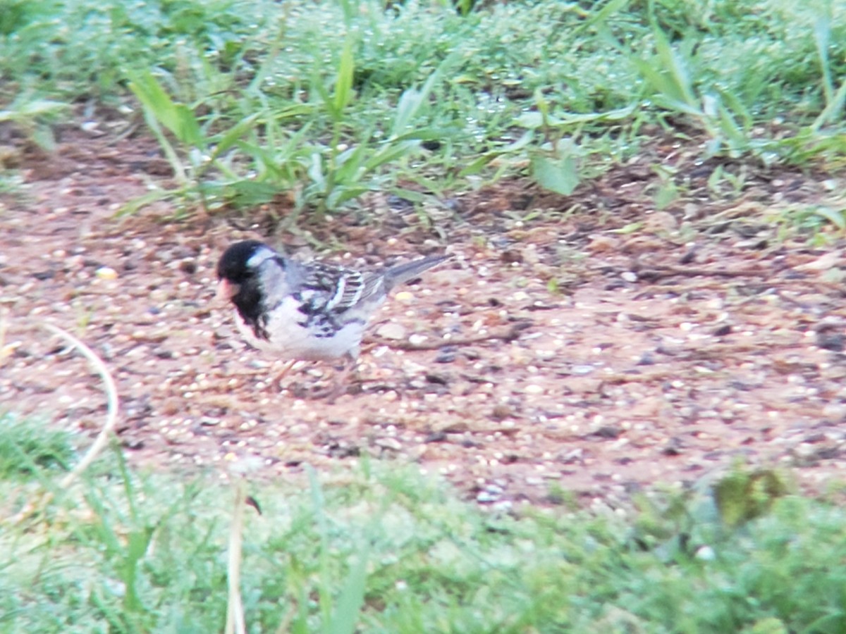 Harris's Sparrow - ML634379937