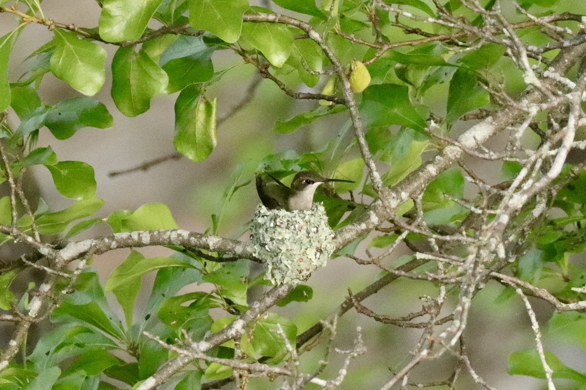Colibrí Gorjirrubí - ML634379964