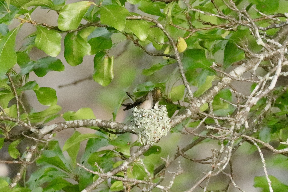 Colibrí Gorjirrubí - ML634379967