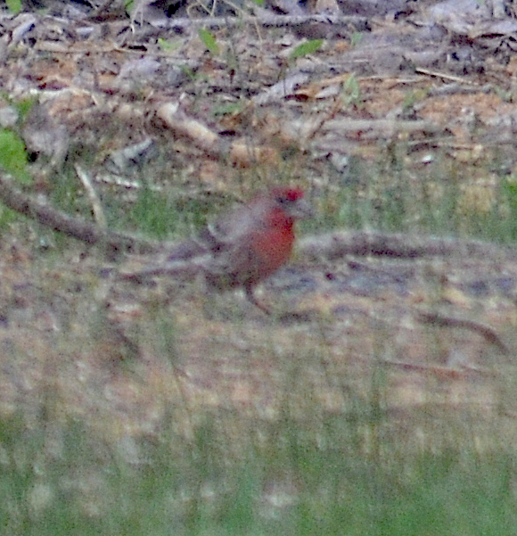 House Finch - ML634380018