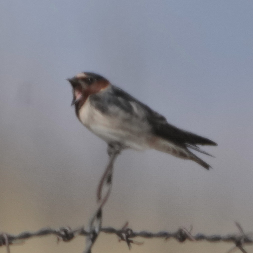 Cliff Swallow - ML634380020
