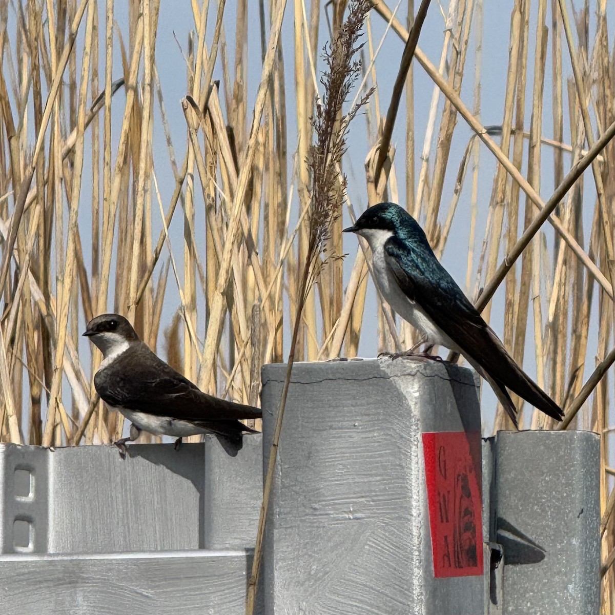 Tree Swallow - ML634380221