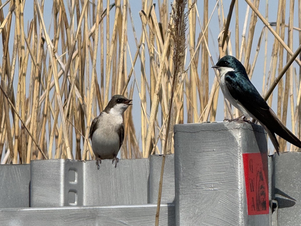 Tree Swallow - ML634380222