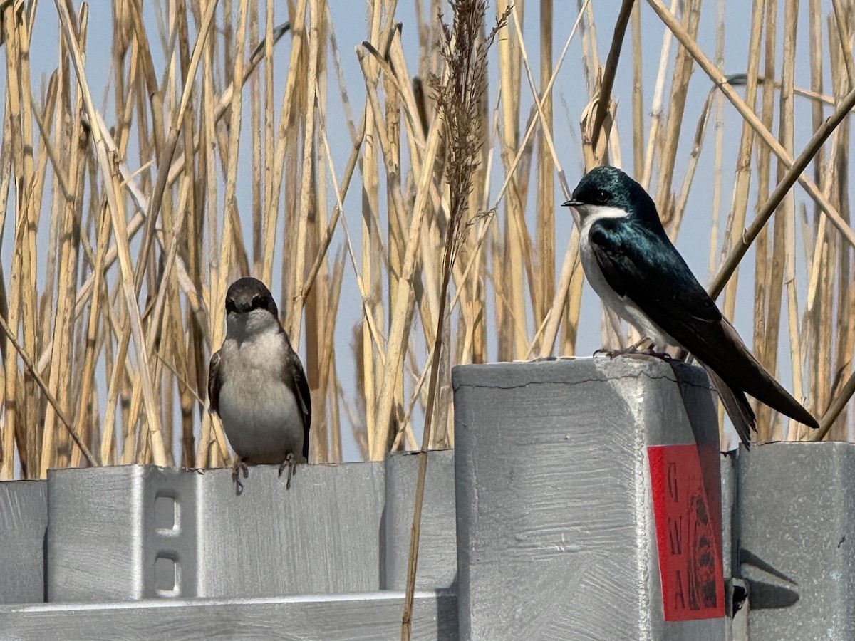 Tree Swallow - ML634380223