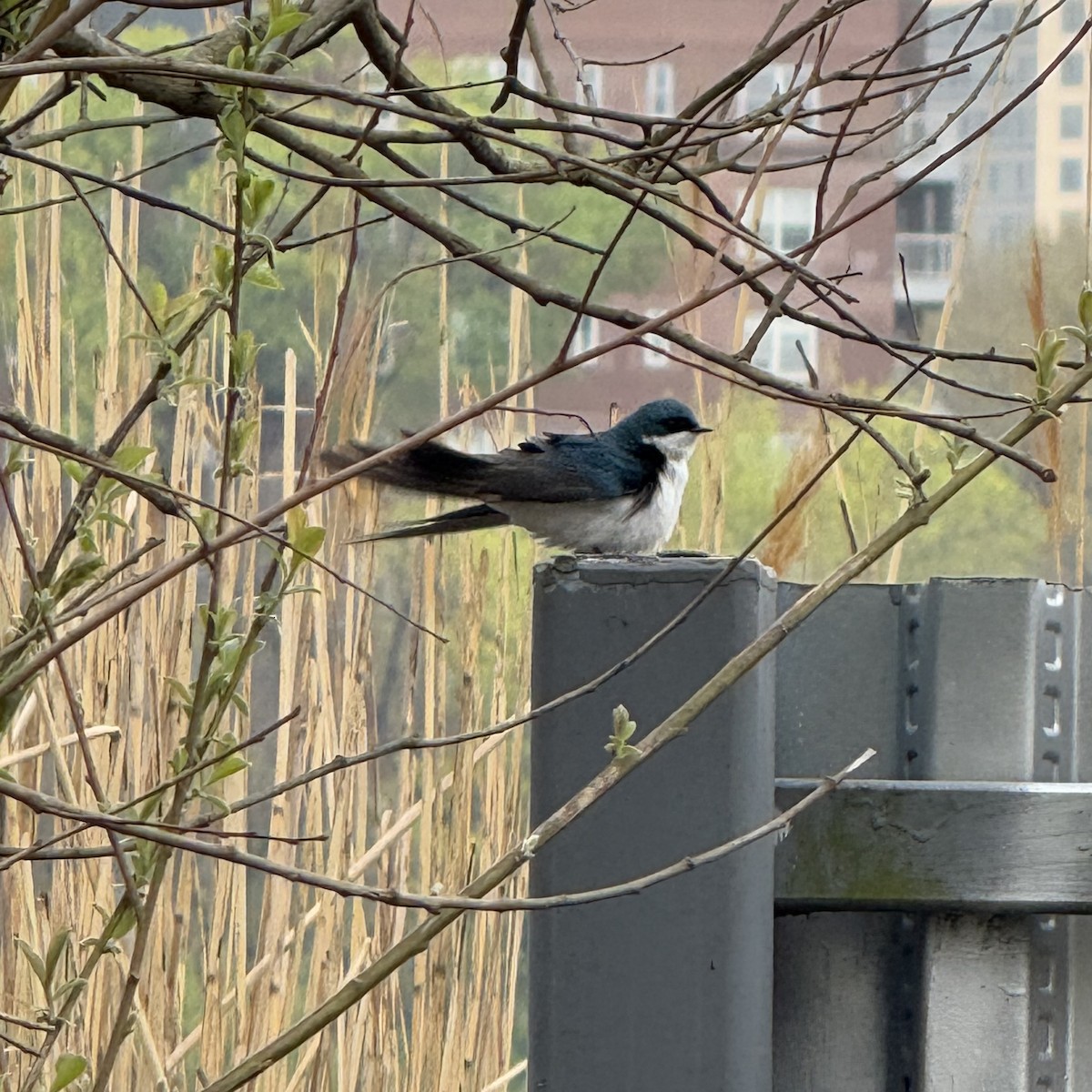 Tree Swallow - ML634380224