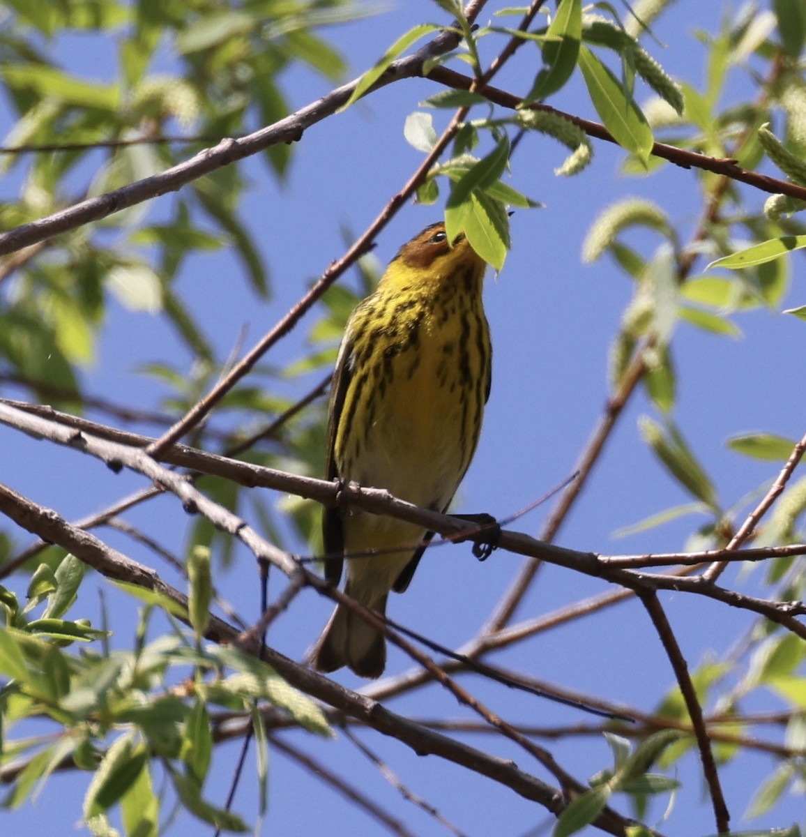 lesňáček skvrnitý - ML634380252