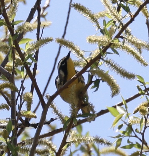 lesňáček zlatohrdlý - ML634380291