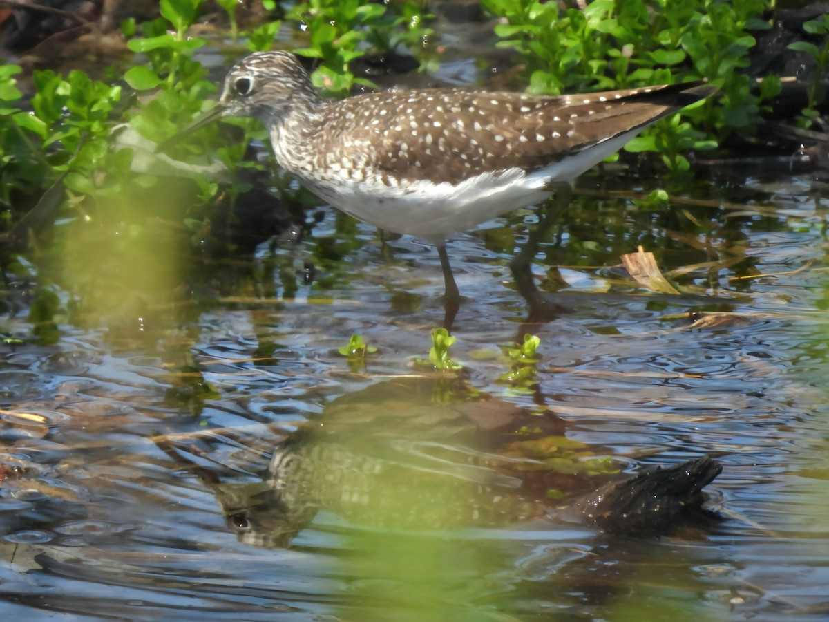 Solitary Sandpiper - ML634380293