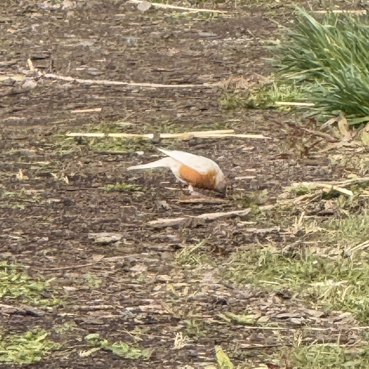American Robin - ML634380303