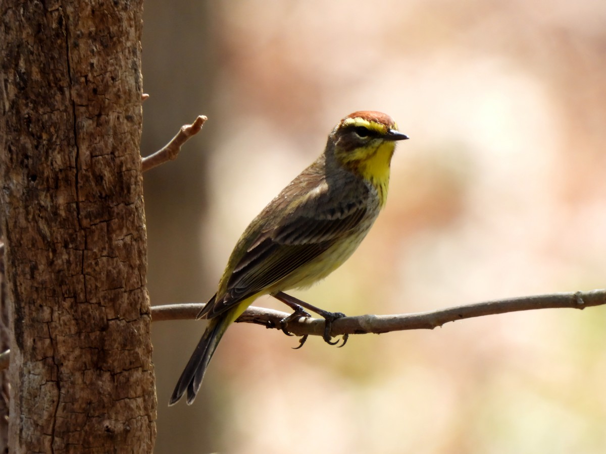 Palm Warbler - ML634380311