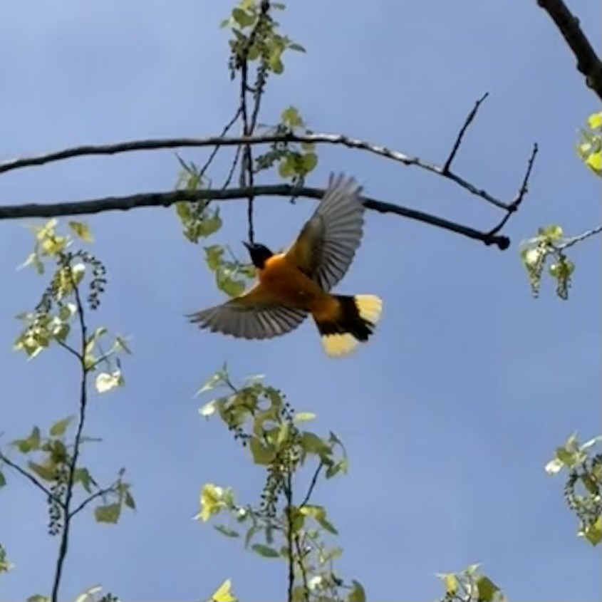 Baltimore Oriole - ML634380314