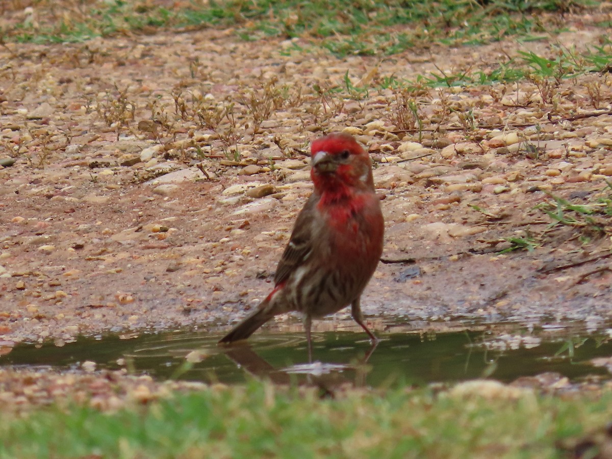 House Finch - ML634380485