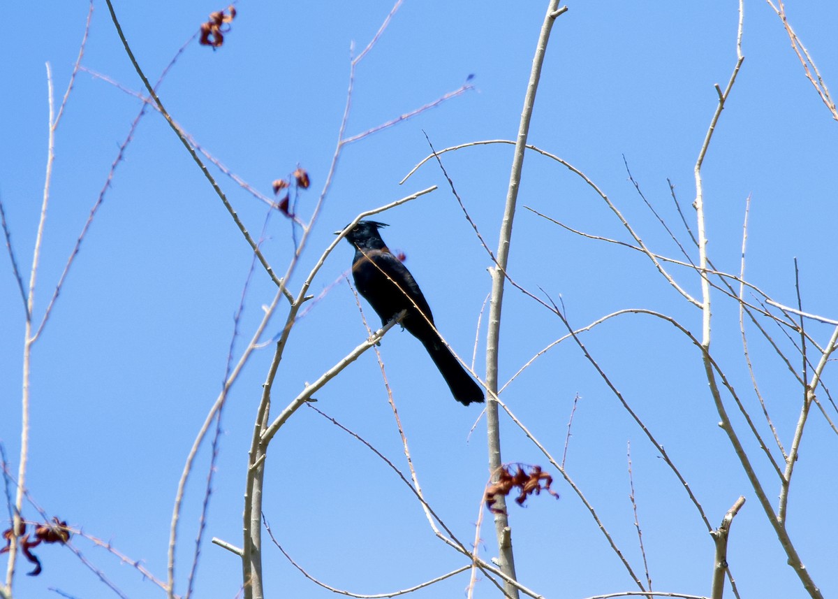 Phénopèple luisant - ML634380527