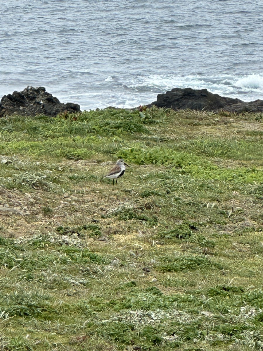 Bécasseau variable - ML634380574