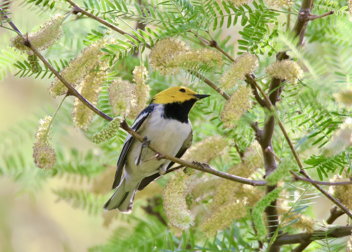 Paruline à tête jaune - ML634380580
