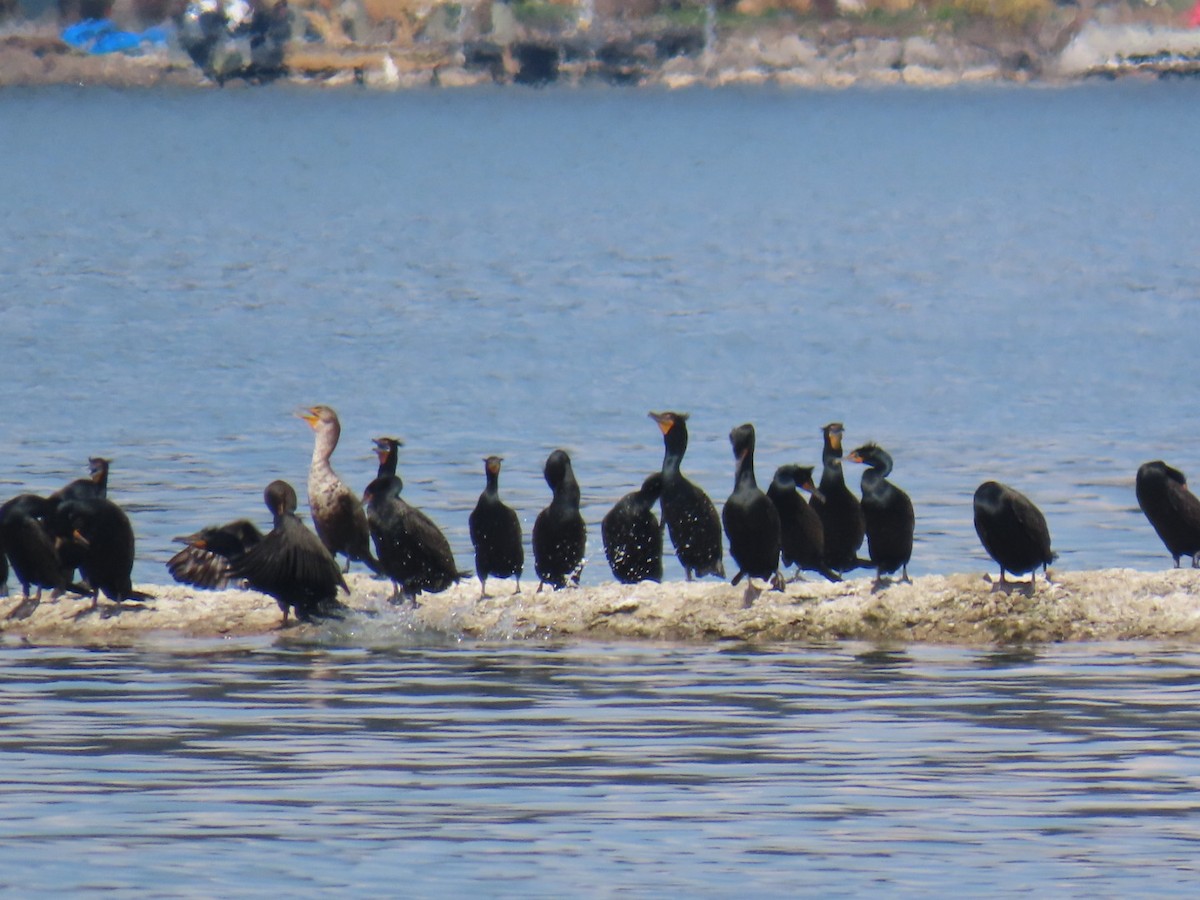 Cormoran à aigrettes - ML634380584