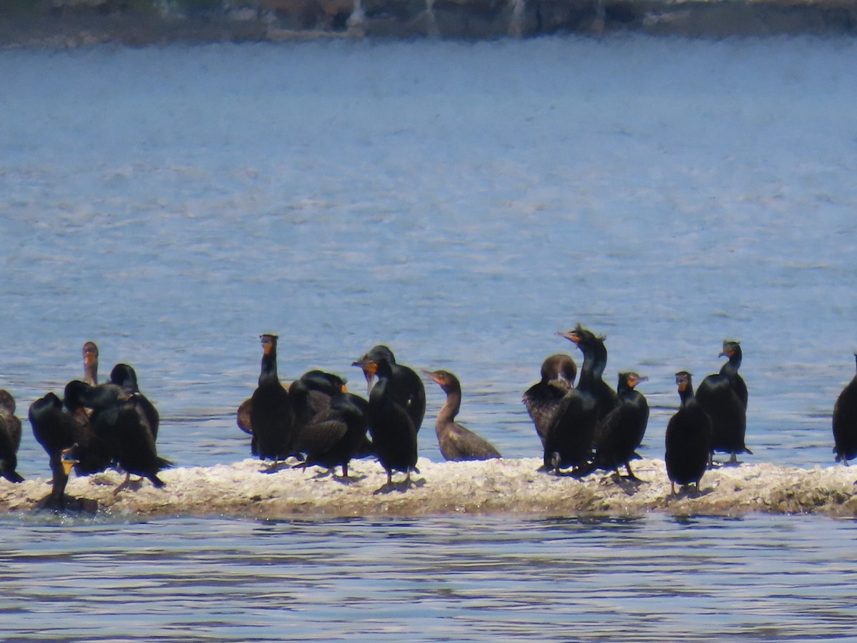 Cormoran à aigrettes - ML634380585