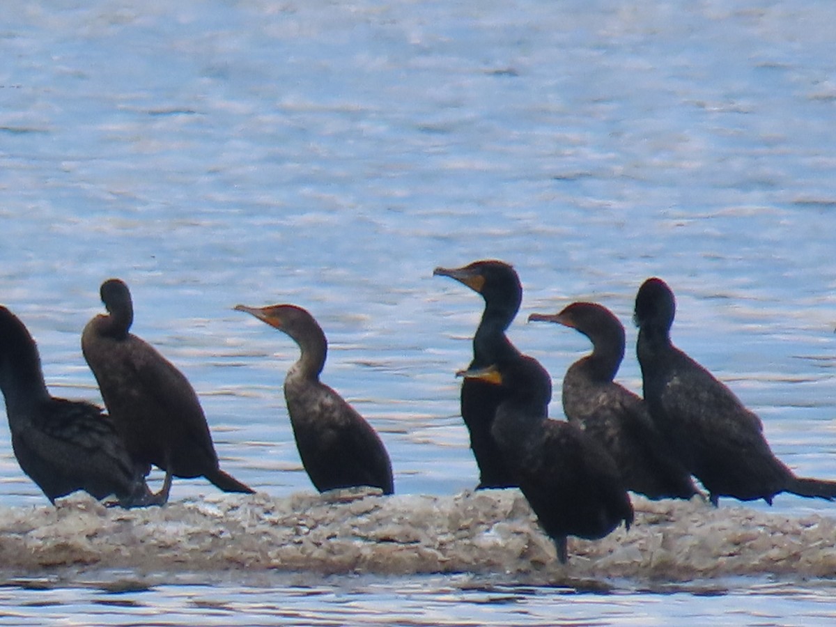 Cormoran à aigrettes - ML634380586