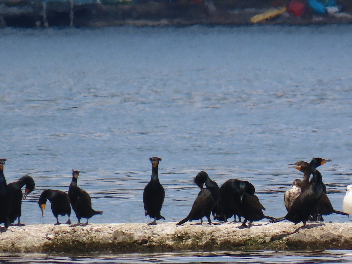 Cormoran à aigrettes - ML634380587