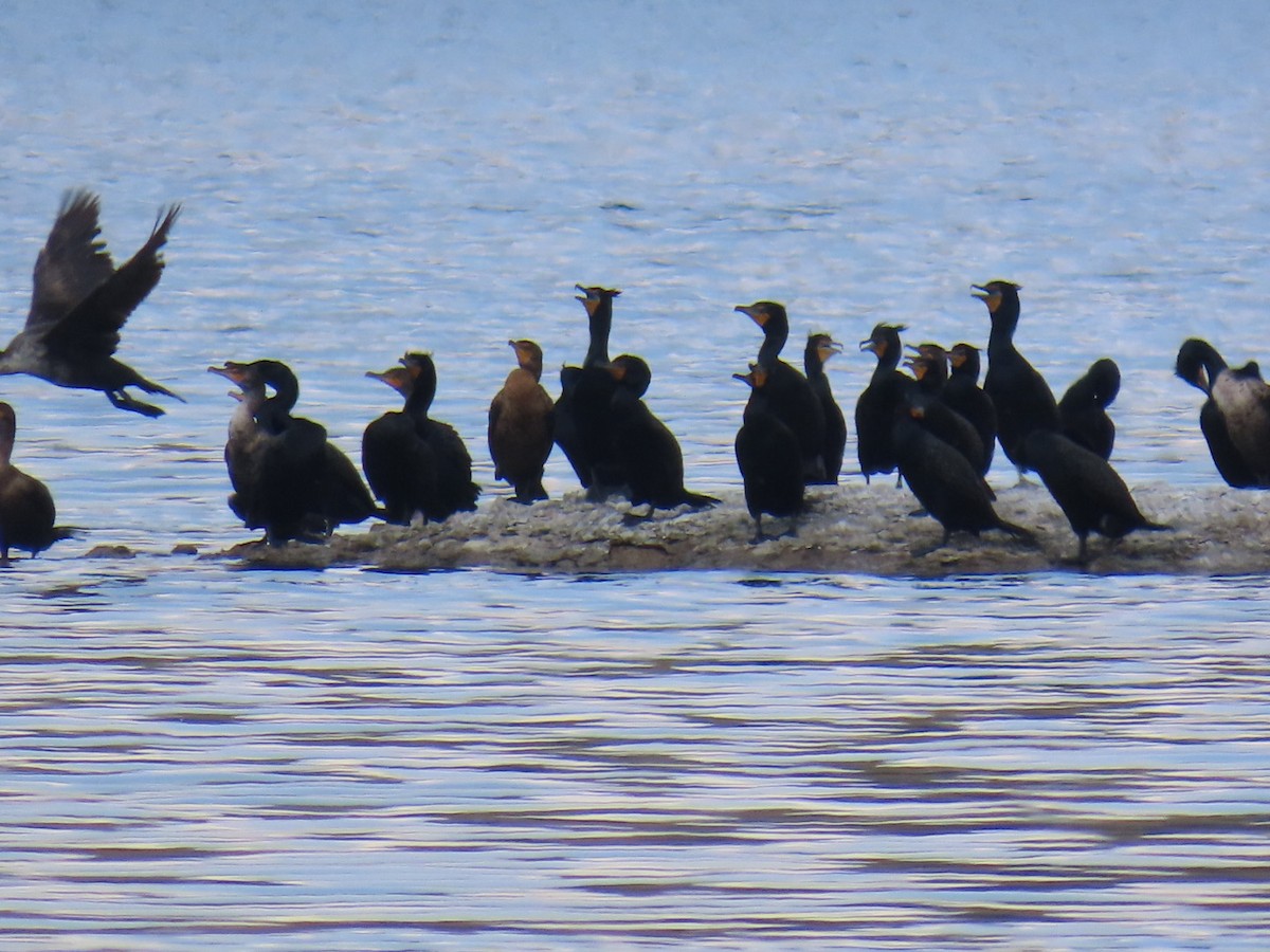 Cormoran à aigrettes - ML634380589