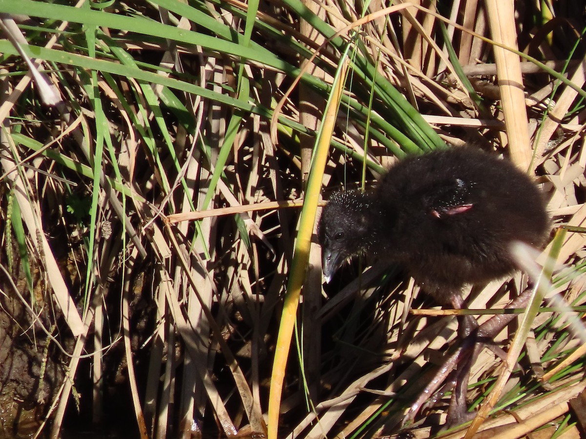 Australasian Swamphen - ML634380661