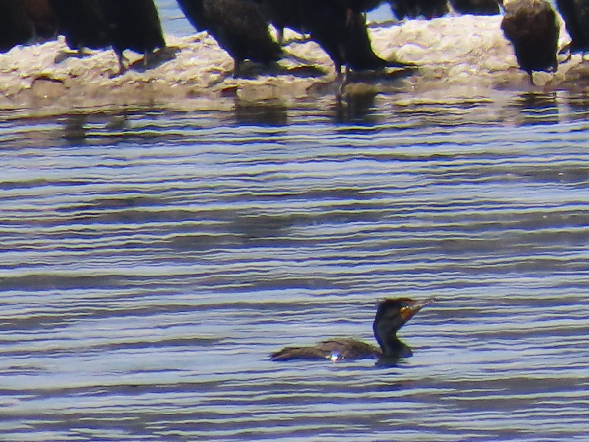 Cormoran à aigrettes - ML634380698