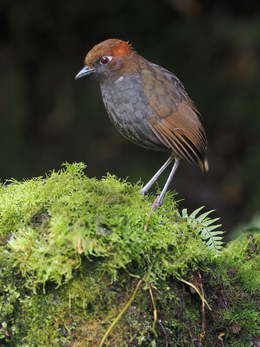 Chestnut-naped Antpitta - ML634380984
