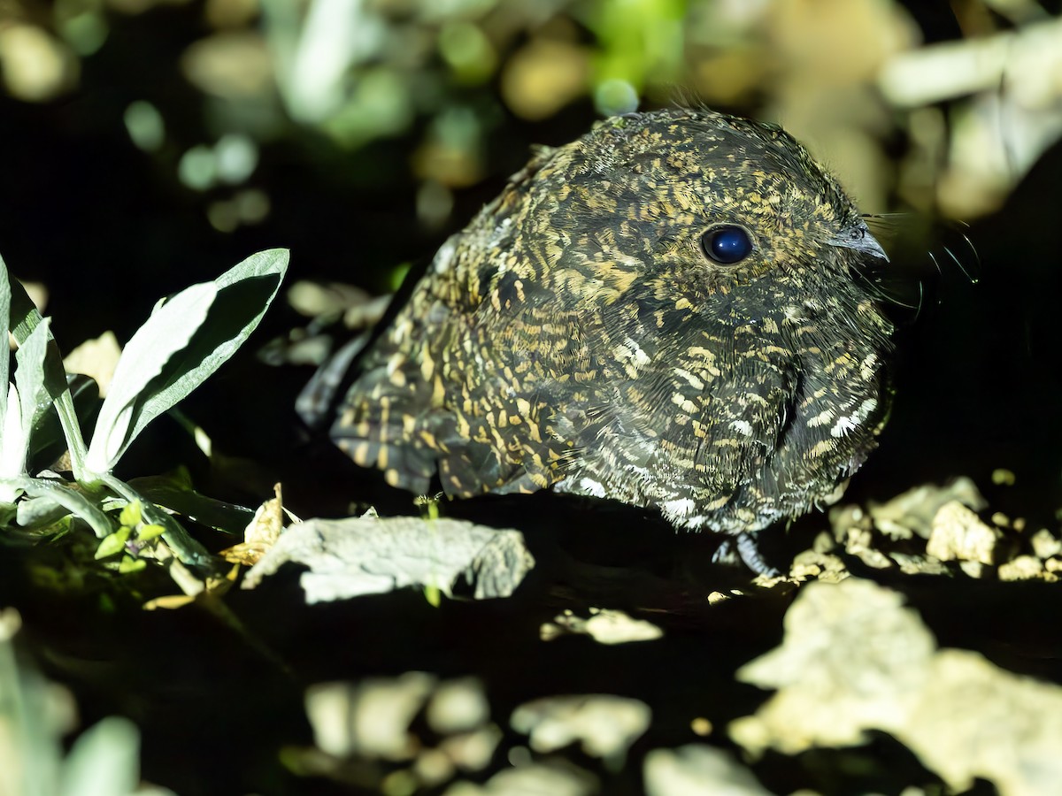 Dusky Nightjar - ML634381029