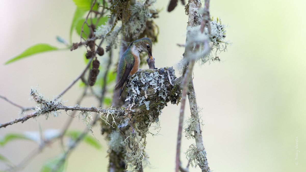 Rufous Hummingbird - ML634381060