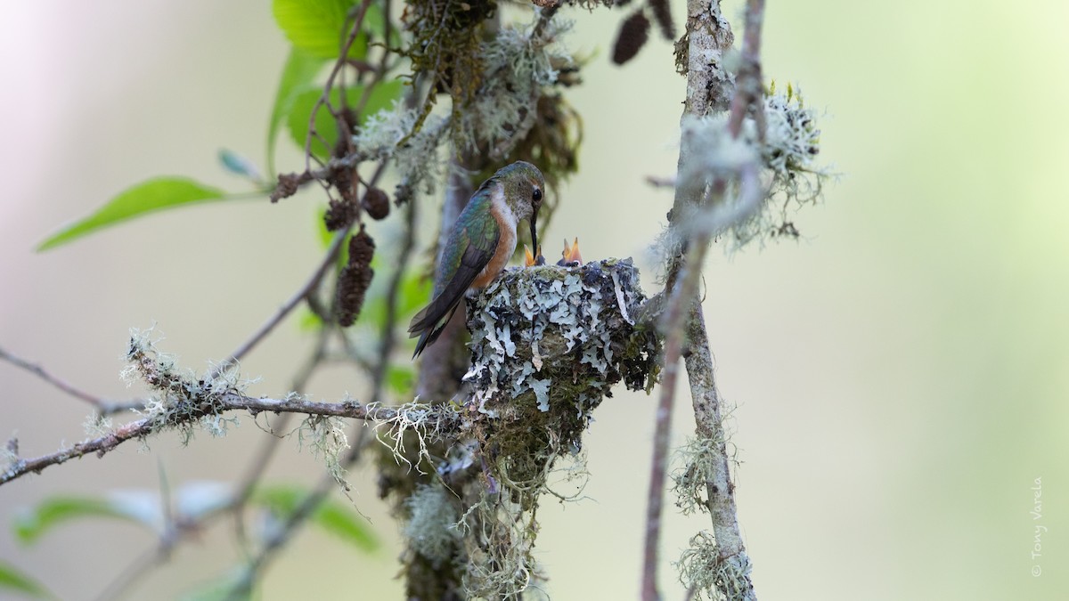 Rufous Hummingbird - ML634381061