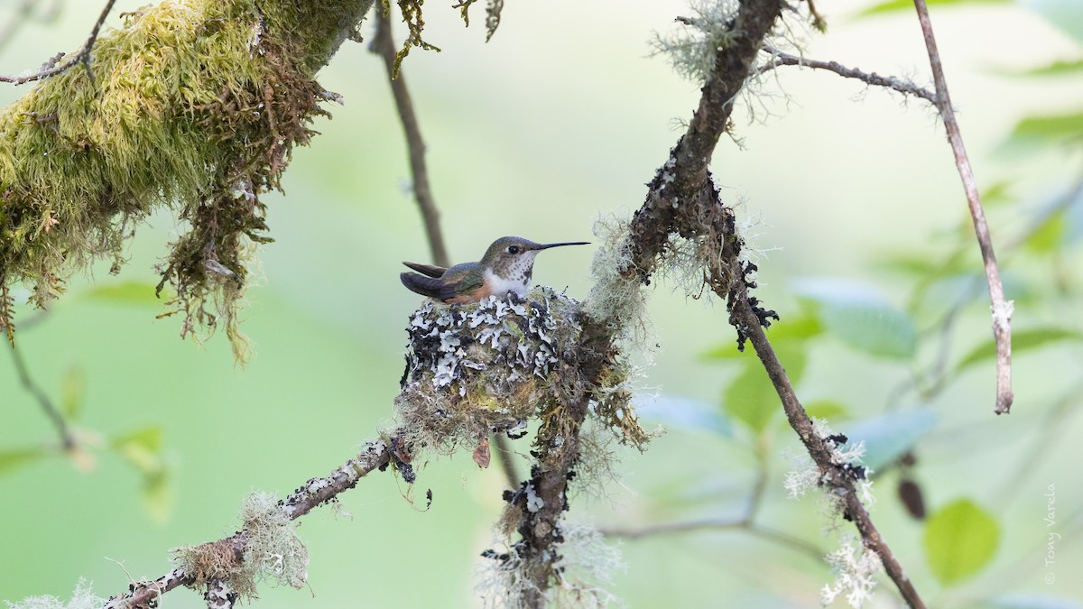 Rufous Hummingbird - ML634381062
