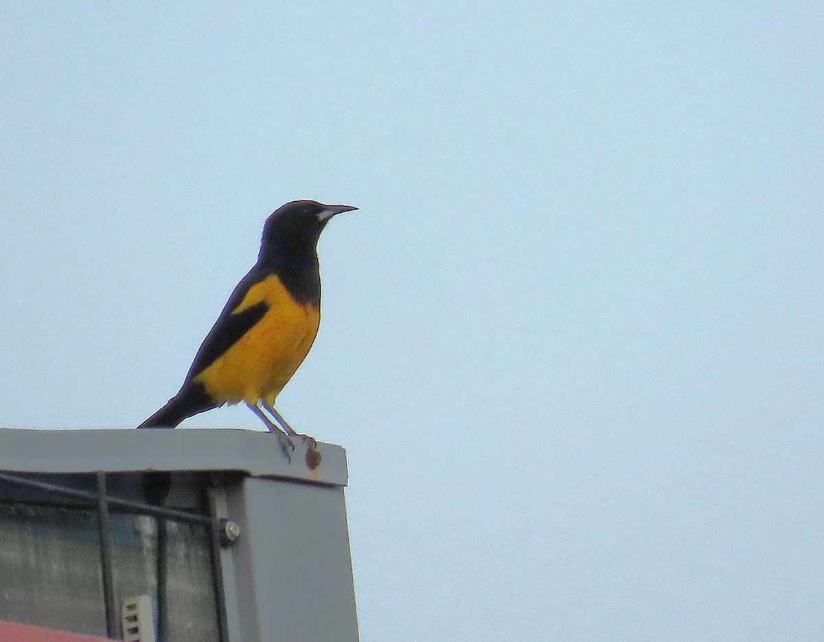 Black-vented Oriole - ML634381069